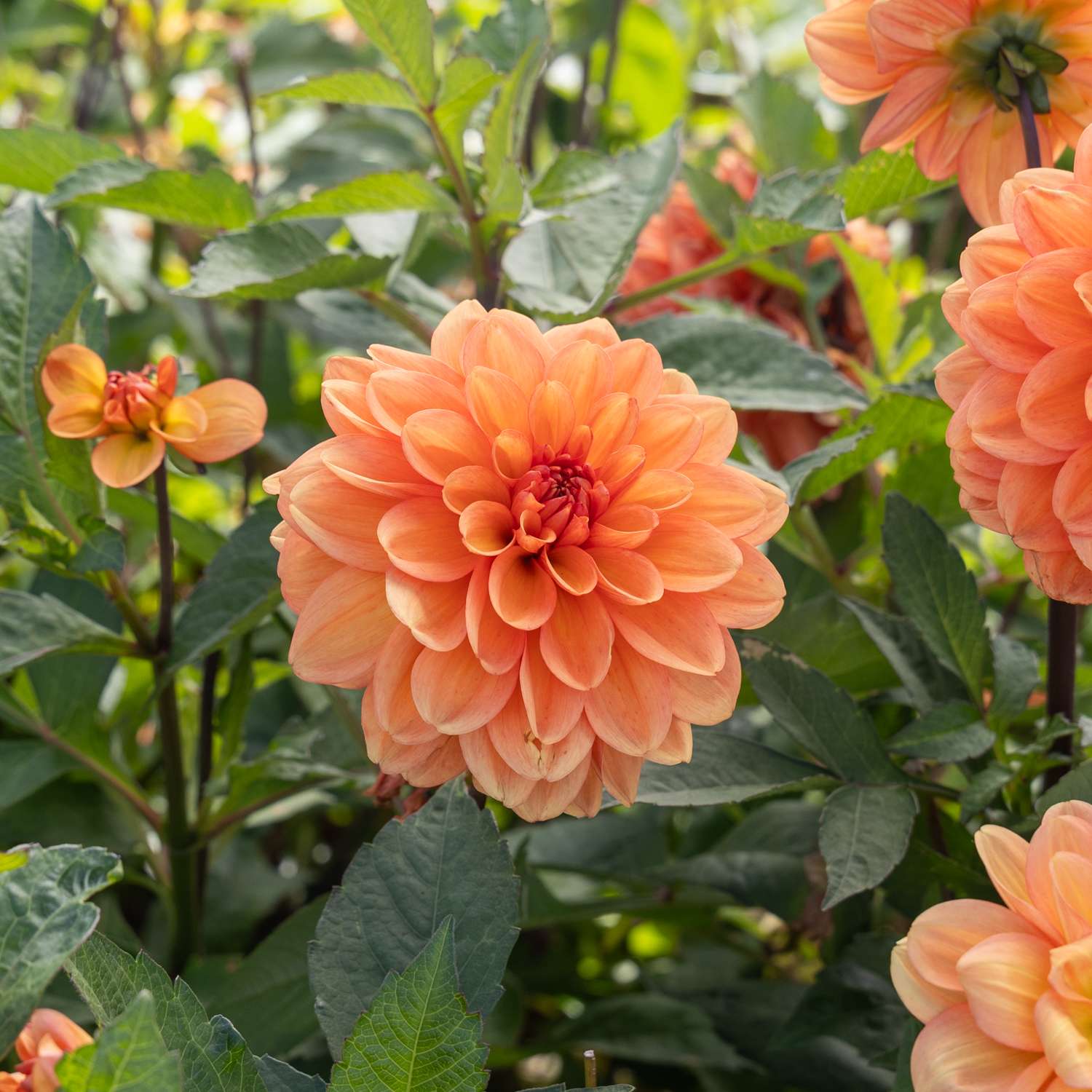 Dahlie ‘Go Go Peach’ - Dahlia